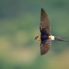 Vlastovka skalni - Hirundo daurica - Red-rumped Swallow 0159